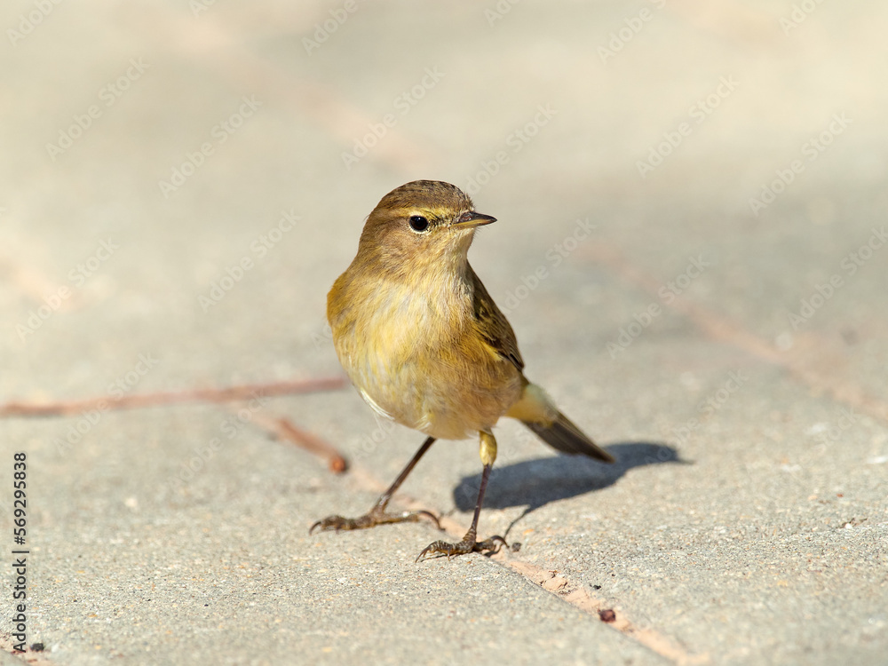 Fototapeta premium Common Chiffchaff bird. Phylloscopus collybita