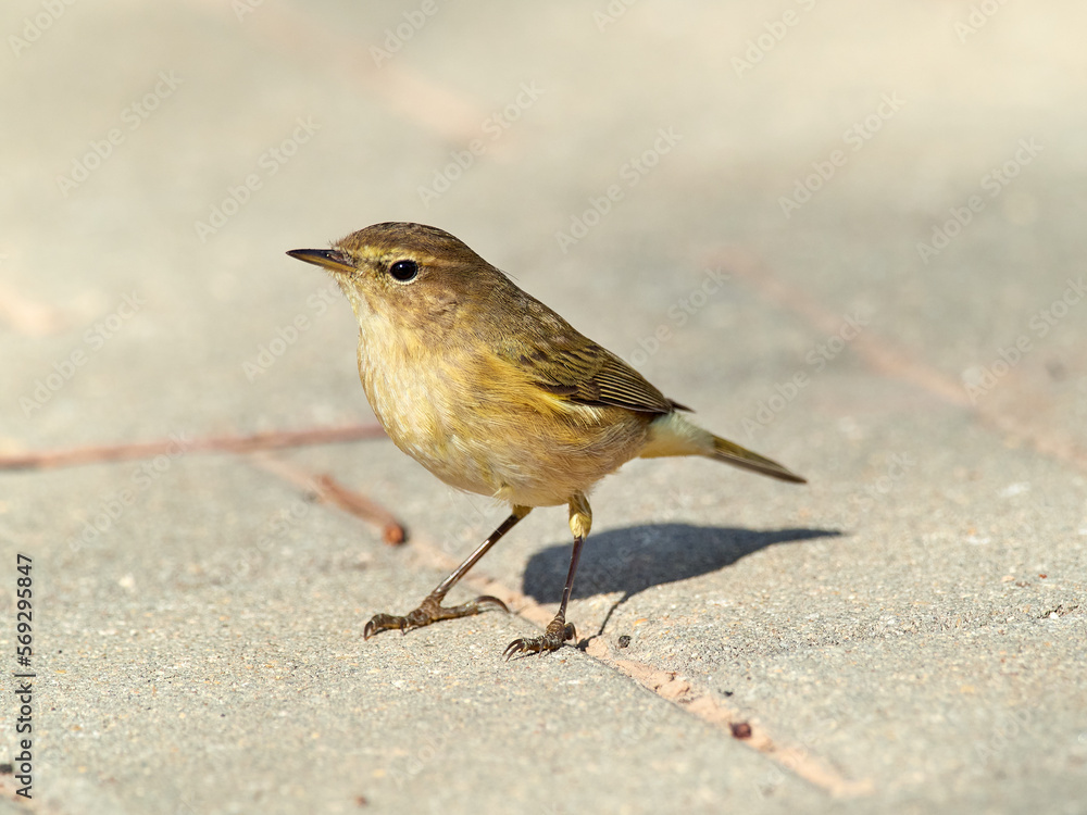 Common Chiffchaff bird. Phylloscopus collybita Common Chiffchaff bird. Phylloscopus collybita