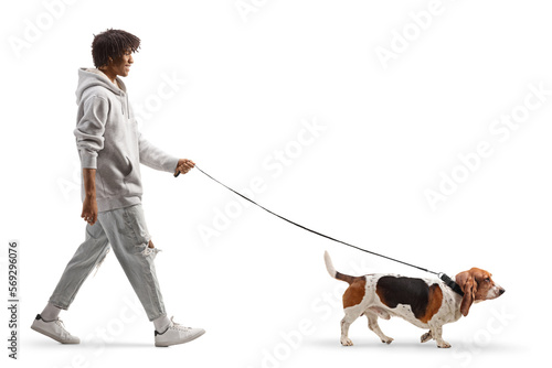 Full length profile shot of a young african american man walking a basset hound dog on a lead