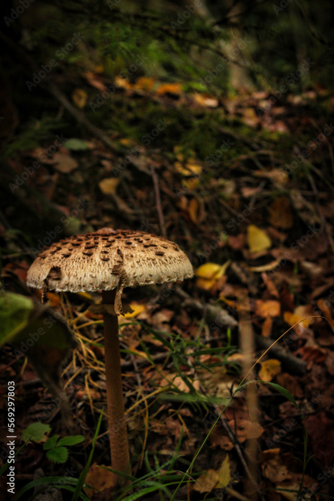 Exploring the beauty of the natural world Exploring the beauty of the natural world