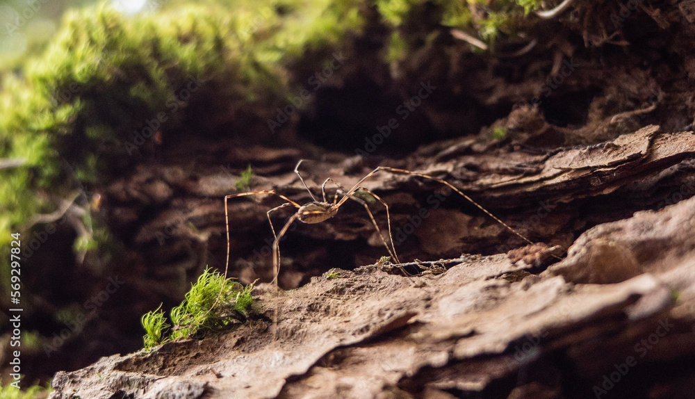A Daddy Long Legs Spider (Harvestman) creeps along the forest floor of bark and moss in the sunlight A Daddy Long Legs Spider (Harvestman) creeps along the forest floor of bark and moss in the sunlight