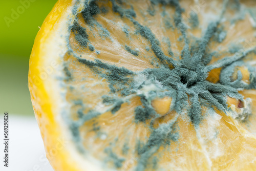 Macro close up of mildewed musty unfresh lemon cut in two parts with green mold 