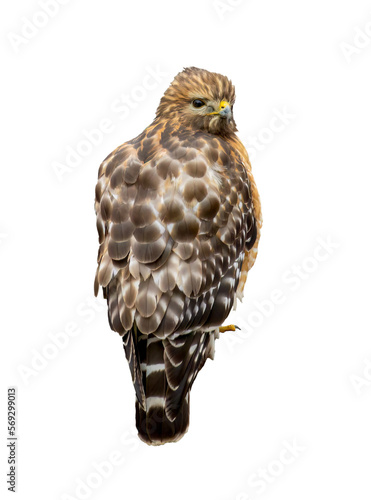 Hawk Standing looking back