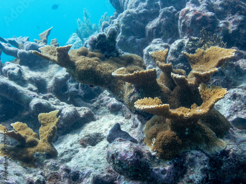 Elkhorn Coral photo