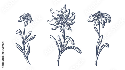 Edelweiss flowers. Vector hand drawn illustration