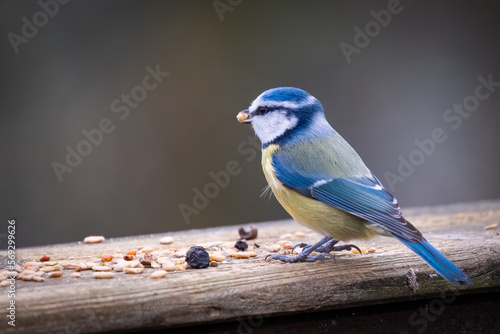 Blaumeise am Futterplatz