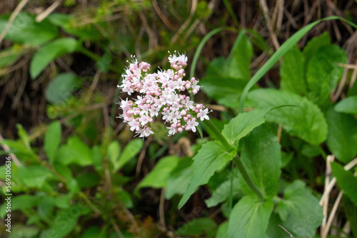 Berg-Baldrian, Valeriana montana, Blütenstand nah