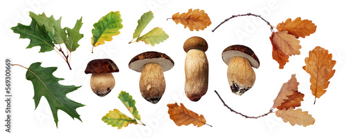 Boletus mushrooms with oak leaves set isolated. Cep, Porcini mushrooms, forest mushrooms. Oak leaves green, orange and yellow colors. PNG with transparent background. Flat lay. Clipping path photo