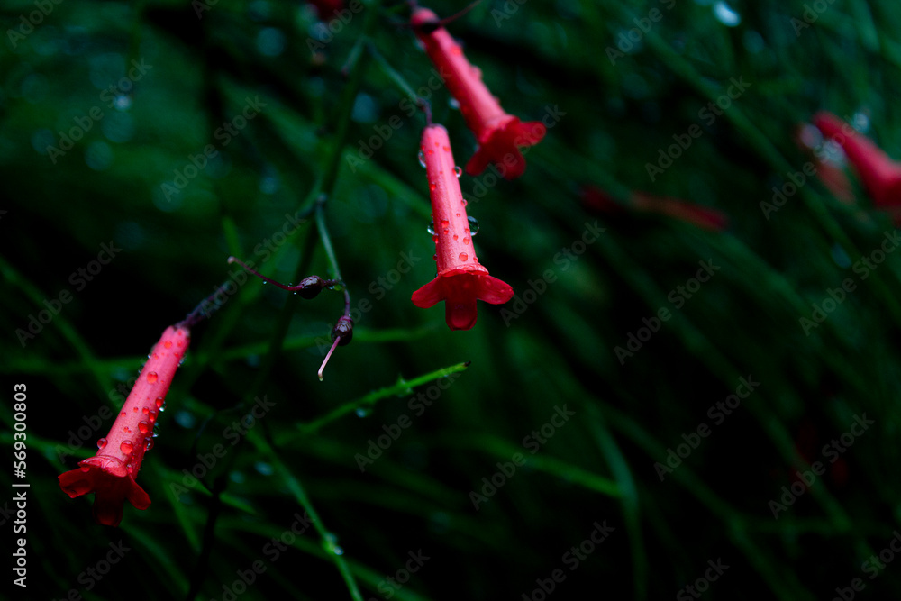 copihue rojo copihue rojo
