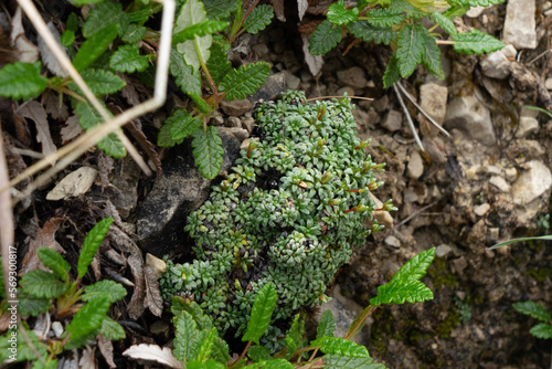 Blaugrüner Steinbrech, Saxifraga caesia auf Felsen