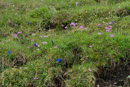 Bergwiese mit Mehlprimeln, Primula farinosa und Clusius-Enzian, Gentiana clusii