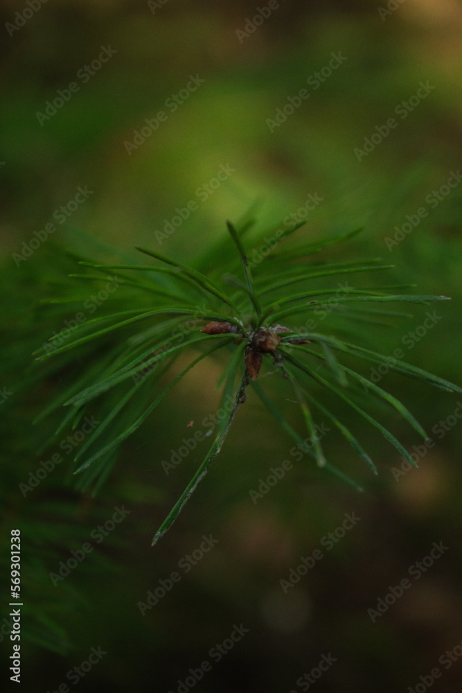 Capturing the beauty of the natural world Capturing the beauty of the natural world