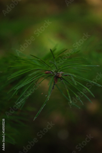 Capturing the beauty of the natural world