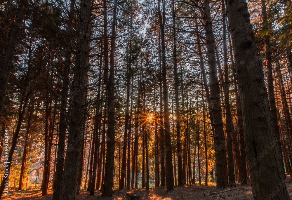 Obraz premium ALBERI 