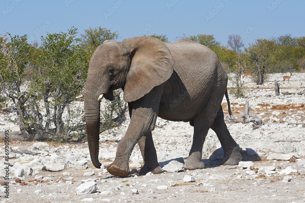 Afrikanischer Elefant (loxodonta africana) am Wasserloch Kalkheuwel im Etoscha Nationalpark in Namibia. 