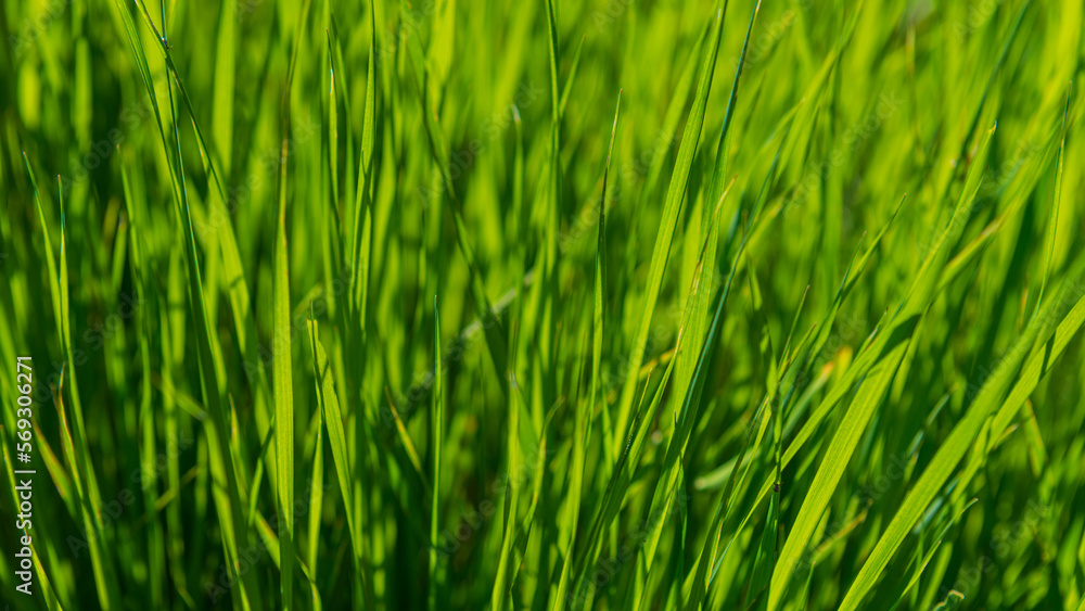 Green grass in the morning. Green grass in the morning.