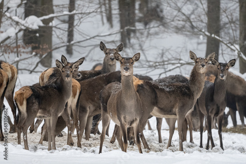 Fototapeta Naklejka Na Ścianę i Meble -  Herd of Red Deer grazing in the forest in winter. Bieszczady Mountains, Poland.