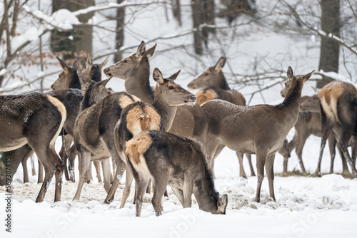Herd of Red Deer grazing in the forest in winter. Bieszczady Mountains, Poland.