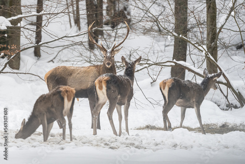 Herd of Red Deer grazing in the forest in winter. Bieszczady Mountains, Poland. © Szymon Bartosz