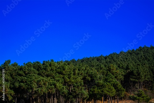 Green forest and the blue sky.