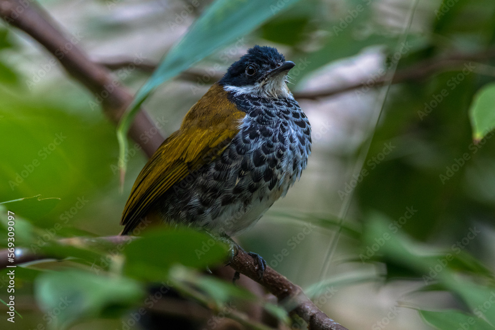 The scaly-breasted bulbul (Ixodia squamata) The scaly-breasted bulbul (Ixodia squamata)