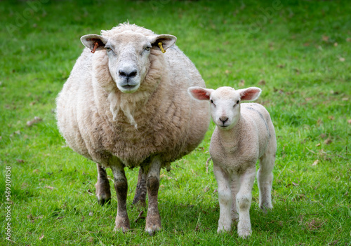 Mother sheep and lamb stood side by side looking cute © Sue
