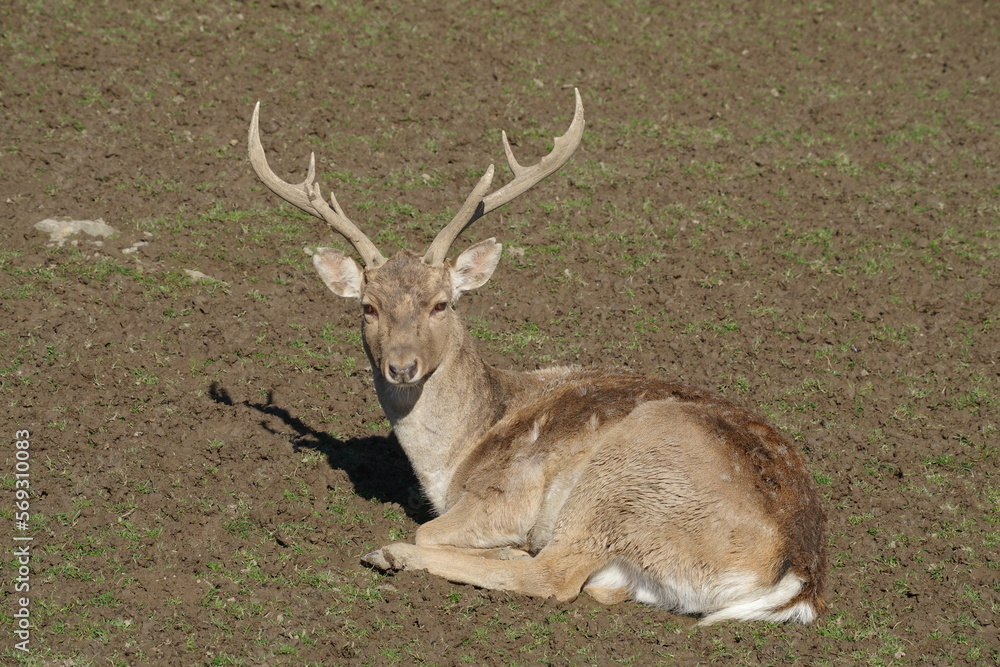 Damhirsch Damhirsch