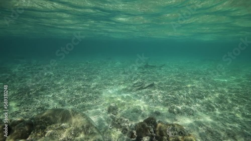 Wallpaper Mural Small Shark Swimming Over Ocean Floor In Deep Sea - Lombok, Indonesia Torontodigital.ca