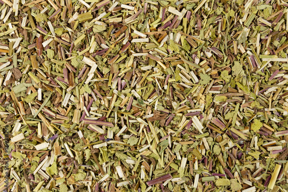 Catnip herb in latin - Nepeta cataria background. Medicinal herb. Catnip herb in latin - Nepeta cataria background. Medicinal herb.