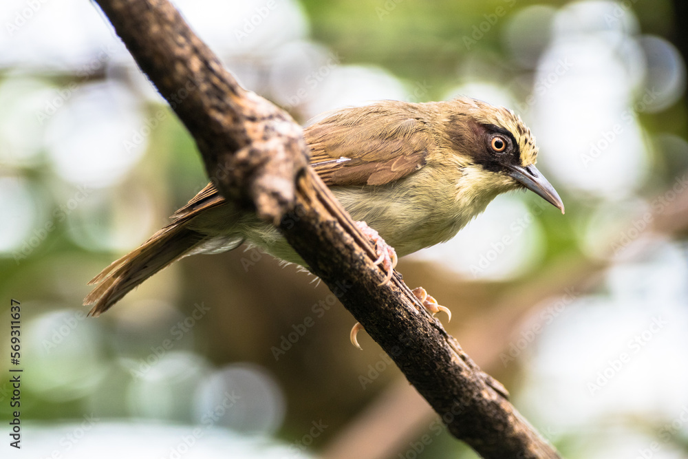 Naklejka premium The thick-billed heleia (Heleia crassirostris), also known as the Flores white-eye