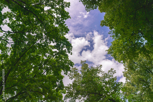 bottom view of high blue sky with white clouds through tree branches