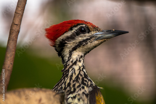 The common flameback  Dinopium javanense 