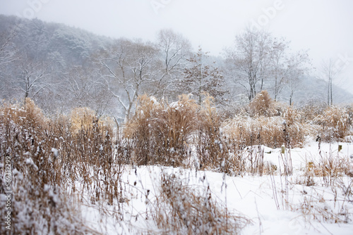 Field of Snowy Reeds © wooyoung
