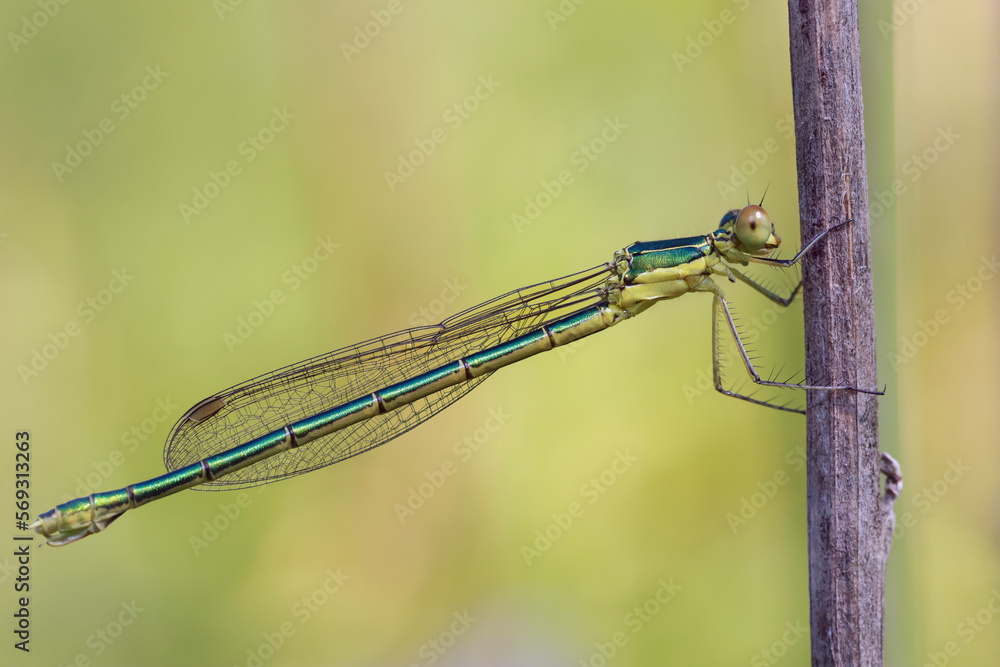 A dragonfly (Coenagrionidae) sits on a dry grass stalk. Transparent wings with a strict pattern are folded along the body. A dragonfly (Coenagrionidae) sits on a dry grass stalk. Transparent wings with a strict pattern are folded along the body.