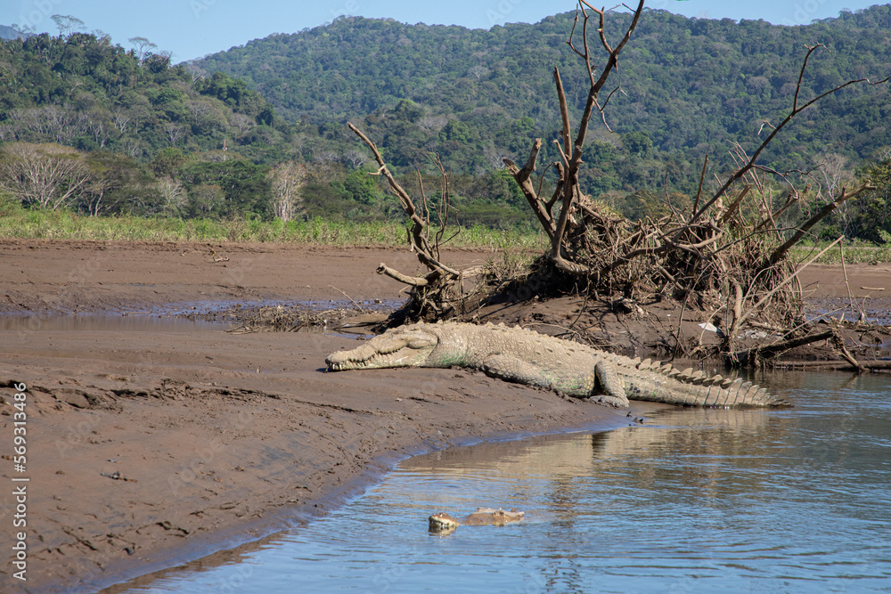 American Crocodiles (Crocodylus acutus)at the Tarcoles River in Costa Rica American Crocodiles (Crocodylus acutus)at the Tarcoles River in Costa Rica