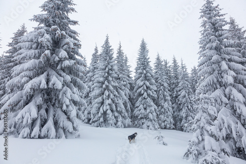 Beautiful siberian husky dog happy in the snowy forest