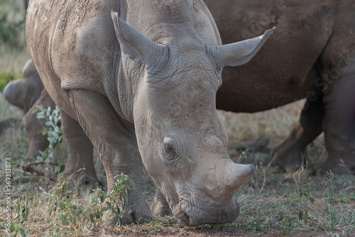 Portrait of Southern white rhinoceros, southern white rhino or square-lipped rhinoceros - Ceratotherium simum simum. Photo from Kruger National Park in South Africa © PIOTR