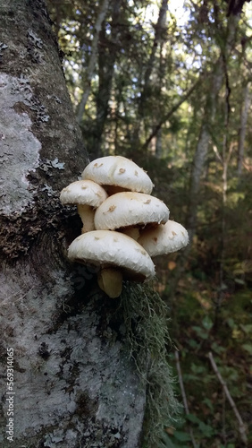 Forest mushrooms on a tree. White mushrooms. photo