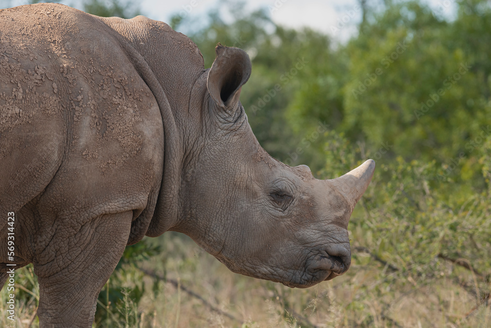 Fototapeta premium Portrait of Southern white rhinoceros, southern white rhino or square-lipped rhinoceros - Ceratotherium simum simum dehorned at Kruger National Park in South Africa.