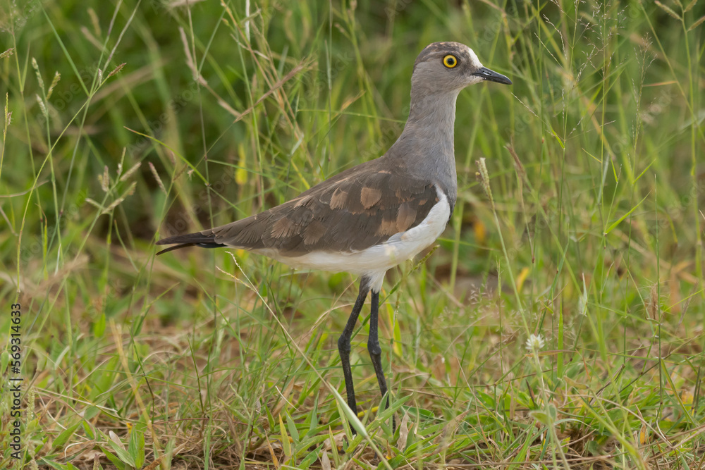 Senegal lapwing, lesser black-winged lapwing - Vanellus lugubris with green grass in background. Photo from Kruger National Park in South Africa. Senegal lapwing, lesser black-winged lapwing - Vanellus lugubris with green grass in background. Photo from Kruger National Park in South Africa.