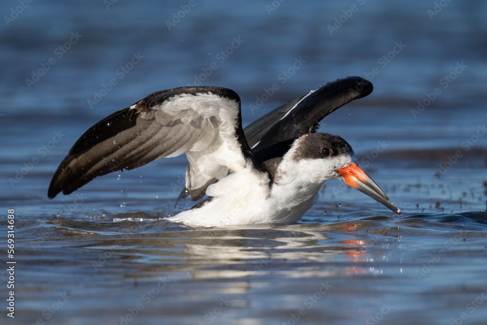A black skimmer flaps its wings while having a morning bath along the