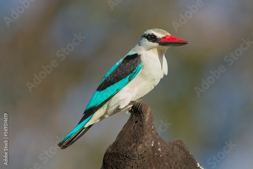 Woodland kingfisher - Halcyon senegalensis perched with brown background. Photo from Kruger National Park in South Africa.	