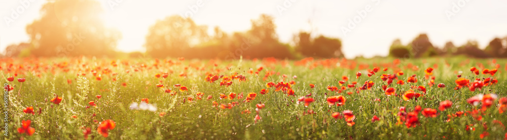Panoramic view of the field with red poppy flowers in sunset.
