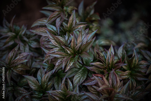 Beautiful natural background of dark young peony leaves
