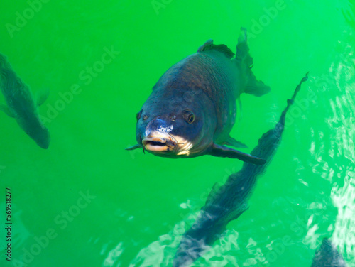 Canvas Print Wild fish in Lake Mead