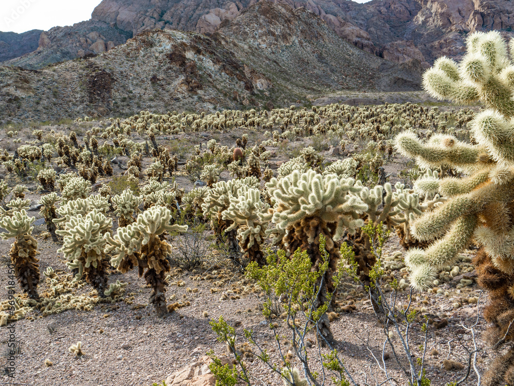 Cholla Cactus