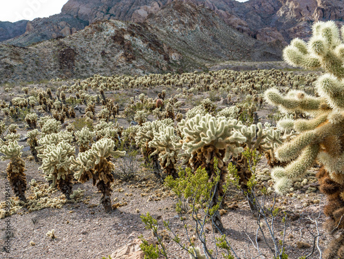Photography Cholla Cactus