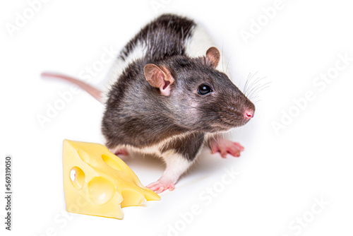 Cheese and mouse. Mouse with a slice of swiss cheese isolated on white. Little mouse trying to move a piece of cheese