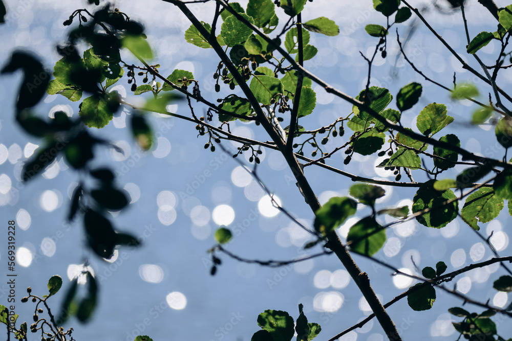 Close-up of branches against a sparkling lake, partly out of focus Close-up of branches against a sparkling lake, partly out of focus