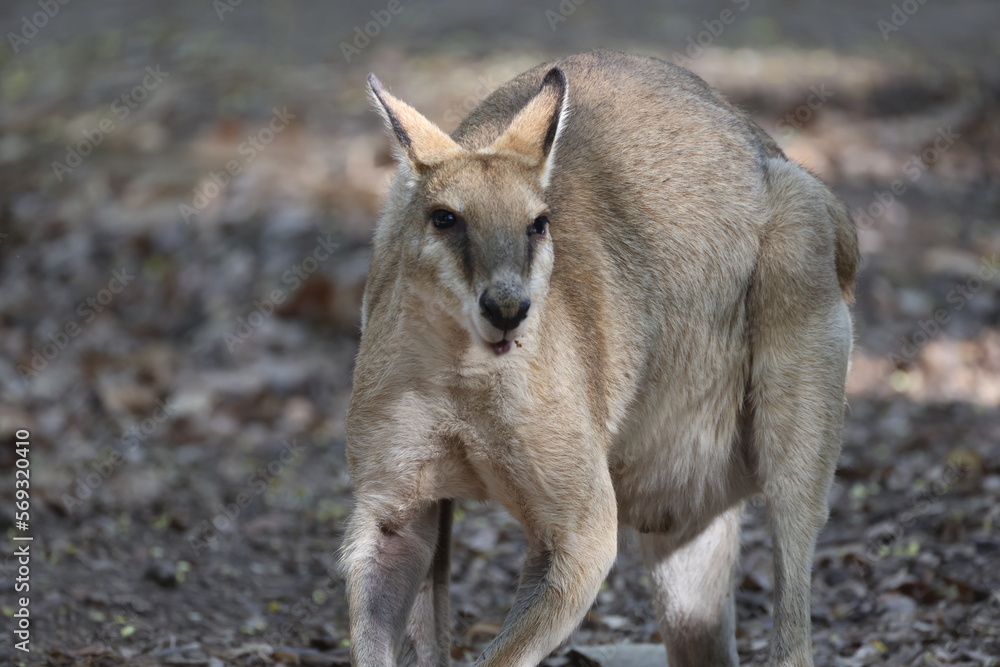 Wild kangaroo near Boodjamulla (Lawn Hill) National Park, Australia Wild kangaroo near Boodjamulla (Lawn Hill) National Park, Australia
